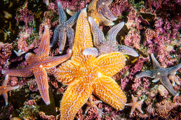 Common starfish underwater in the Gulf of St. Lawrence.