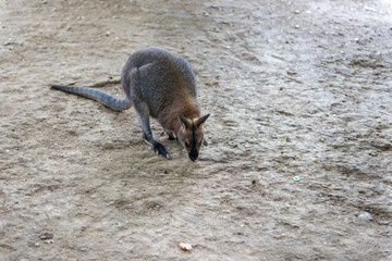 Kangaroo - Australian marsupial mammal with long hind legs.   © kamira