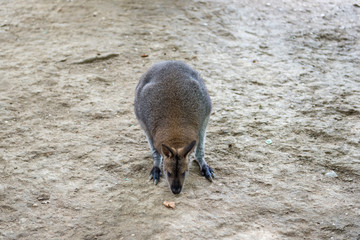 Kangaroo - Australian marsupial mammal with long hind legs.   © kamira