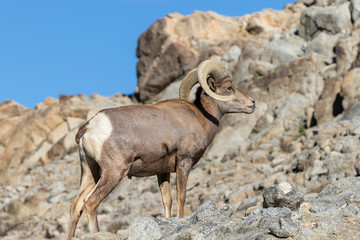 Obraz premium Desert Bighorn Sheep Ram