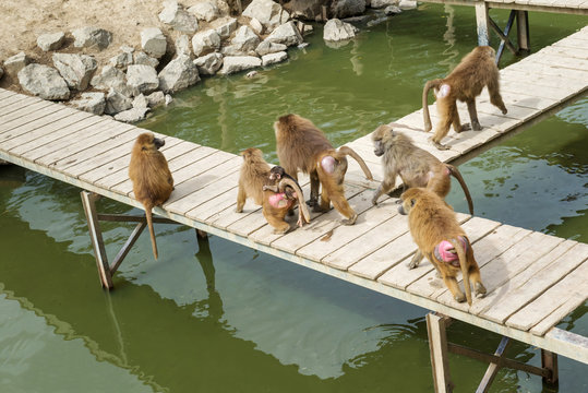 Big family of monkeys. Pavions. © kamira