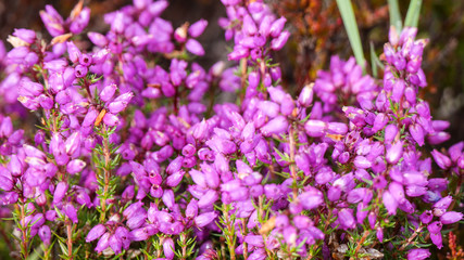 Scottish bell heather