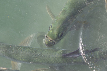 A group of tarpon are waiting for the fishermen to throw away the fish guts in the water from a...