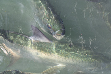 A group of tarpon are waiting for the fishermen to throw away the fish guts in the water from a...