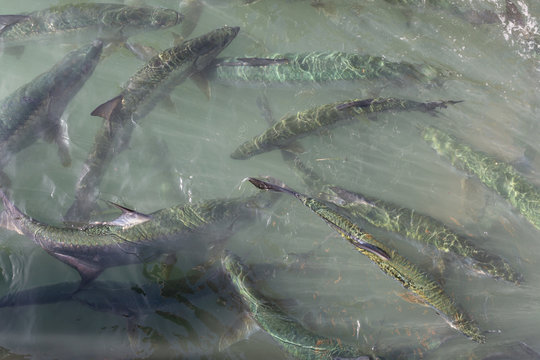 A group of tarpon are waiting for the fishermen to throw away the fish guts in the water from a boat. Taken in Key West, Florida Keys, United States.