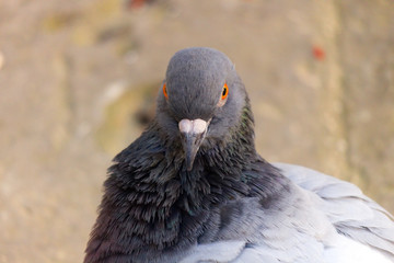 A close-up shot of a pigeon with orange eyes looking fierce.