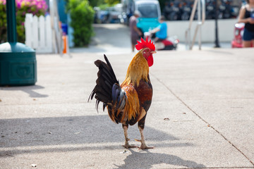 Big Rooster crowing in the streets of Key West, Florida, United States.