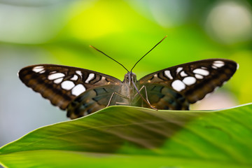 Beautiful macro picture of a brown and white butterfly sitting on a green leaf.