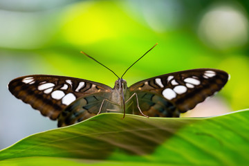 Beautiful macro picture of a brown and white butterfly sitting on a green leaf.