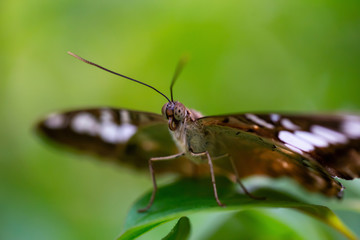 Beautiful macro picture of a brown and white butterfly sitting on a green leaf.