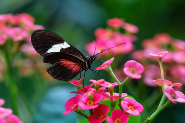 Beautiful macro picture of a black, red and white butterfly sitting on a bright flower.