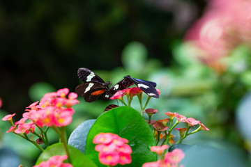 Beautiful macro picture of a black, red and white butterfly sitting on a bright flower.