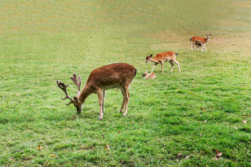 Naklejka na ściany i meble Fallow deer family graze in the meadow 