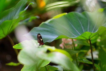 Beautiful macro picture of a black, red and white butterfly sitting on a leaf.