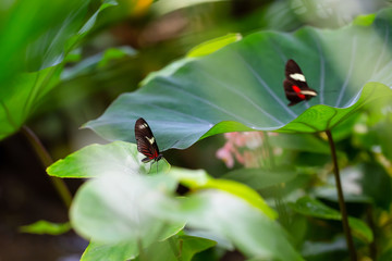 Beautiful macro picture of a black, red and white butterfly sitting on a leaf.