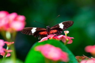 Beautiful macro picture of a black, red and white butterfly sitting on a bright flower.