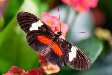 Plakat Beautiful macro picture of a black, red and white butterfly sitting on a bright flower.