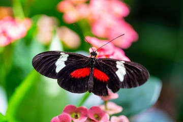 Naklejka premium Beautiful macro picture of a black, red and white butterfly sitting on a bright flower.