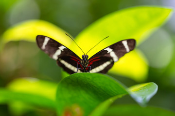Beautiful macro picture of a black, red and white butterfly sitting on a leaf.