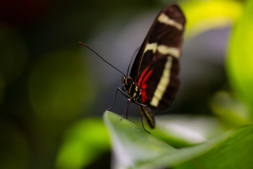 Fototapeta na wymiar Beautiful macro picture of a black, red and white butterfly sitting on a leaf.