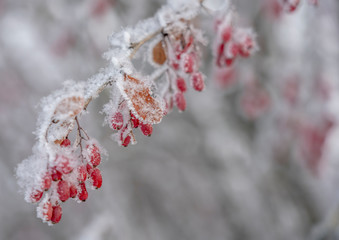 Berries of barberry. Barberry on the branch. Barberry in frost on branches. Winter background.