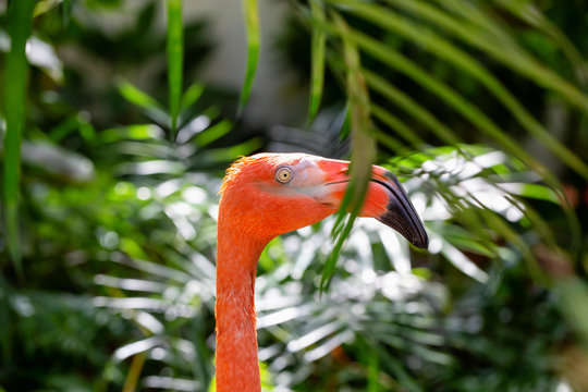 Close up picture of a Pink Flamingo in nature.