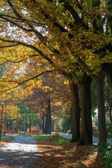 Colorful high oak trees in autumn, season of golden, orange and yellow colors in nature, bicycle lane and road in Netherlands