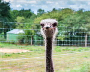 Ostrich looks big eyes
