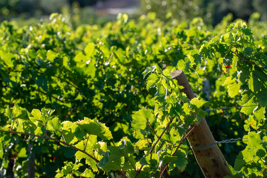 Bio winery red wine grape vineyard in Provence, south of France