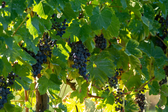 Bio winery red wine grape vineyard in Provence, south of France