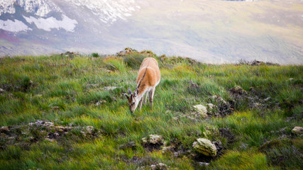 Loch Eriboll - Nature - Scotland