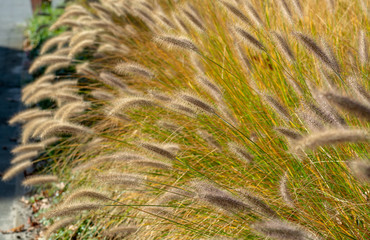Decorative garden plant green pennisetum close up