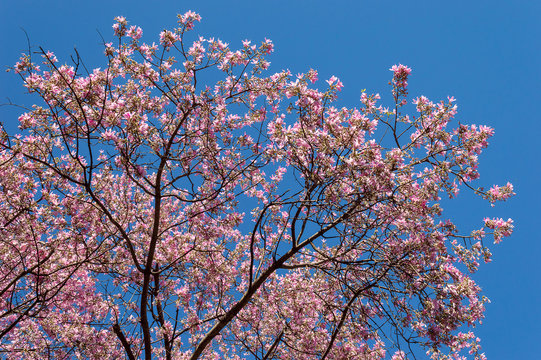 Barriguda or Paineira tree, present in the Brazilian Cerrado with its variants of colors.
