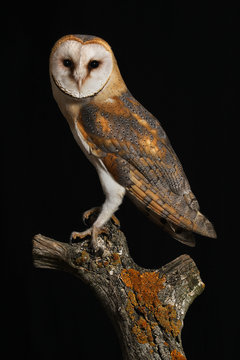 Lechuza
