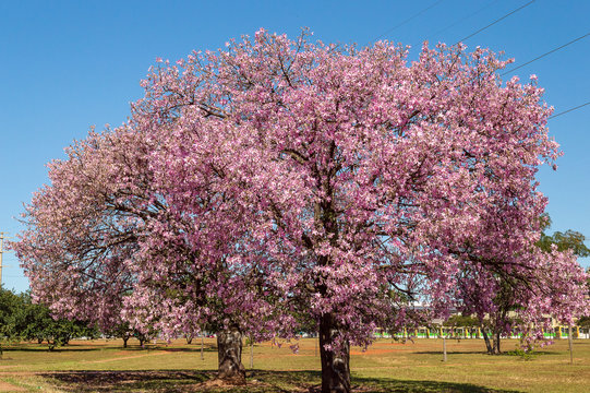 Barriguda or Paineira tree, present in the Brazilian Cerrado with its variants of colors.