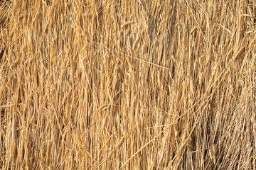Fototapeta premium background with dry branches of wheat aligned as a pattern on the ground