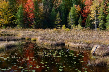 marais,automnal, eau, lac, chute, fleuve, nature, arbre, paysage, arbre, forêt, étang, ciel, parc, bleu, jaune, congé, vert, feuillage, extérieur, saison, couleur, ruisseau, beau, coloré