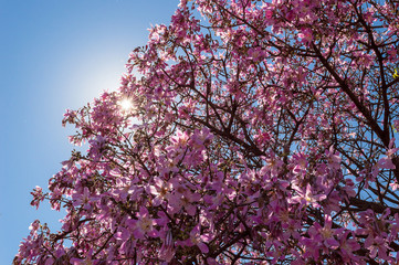 Barriguda or Paineira tree, present in the Brazilian Cerrado with its variants of colors.