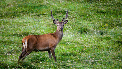 Scottish Stag