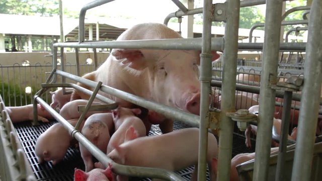 A pig and it's offspring on a livestock farm.