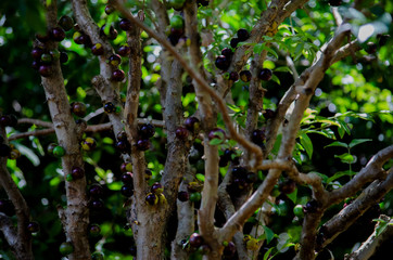 Fototapeta premium Árvores frutas