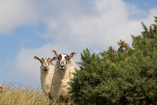 Ireland nosy sheeps
