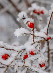 Rime covered branch of wild rose with red berries, beauty in nature