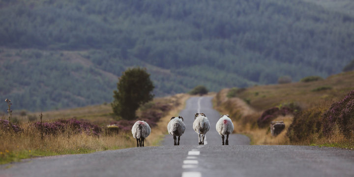 Schafe auf der Strasse in Irland