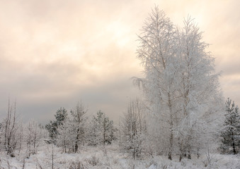 Beautiful Winter landscape grass and trees in snow