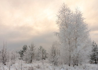 Obraz na płótnie Canvas Beautiful Winter landscape grass and trees in snow