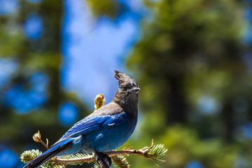blue bird on a branch