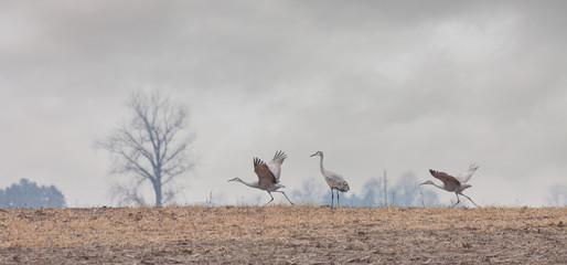 Two Cranes Prepare for Flight