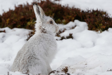 whte mountain hare