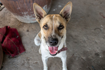 Close-up Cute Dog Sitting on Dirty Rough Concrete Ground/ Puppy Sticking the Tongue out with Shiny Bright Eyes and Pointy Ears - Obedient Pet